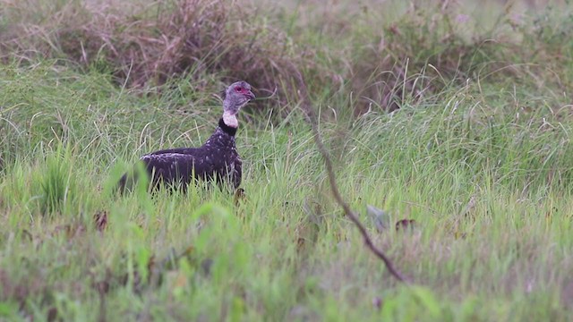 Southern Screamer - ML270068631