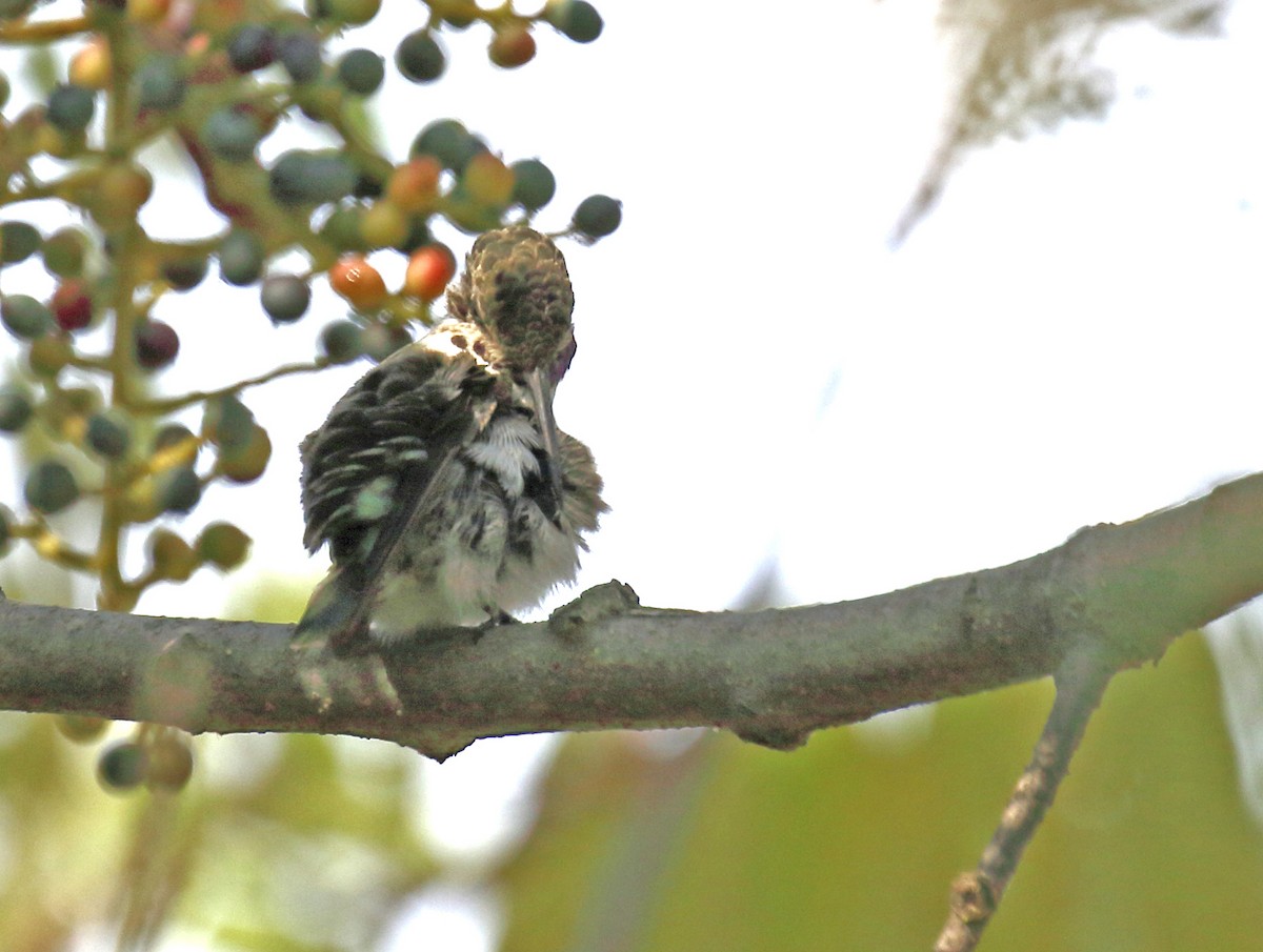 Costa's Hummingbird - ML270068881