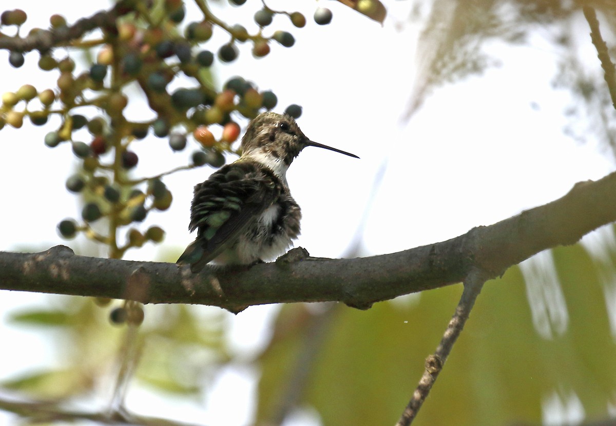 Costa's Hummingbird - ML270069781