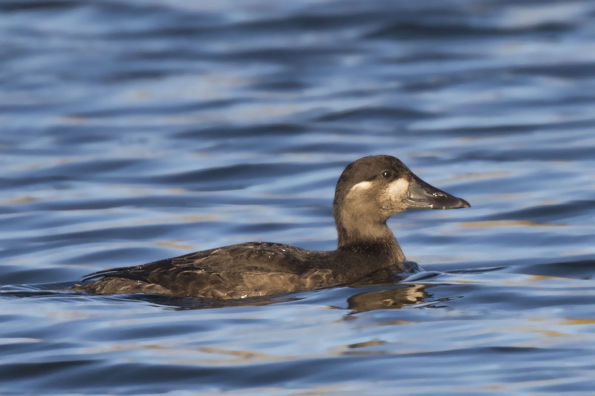 Surf Scoter - ML270072171