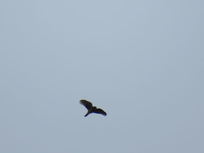 Sharp-shinned Hawk - ML270073741