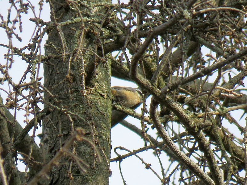 Red-breasted Nuthatch - ML270073821