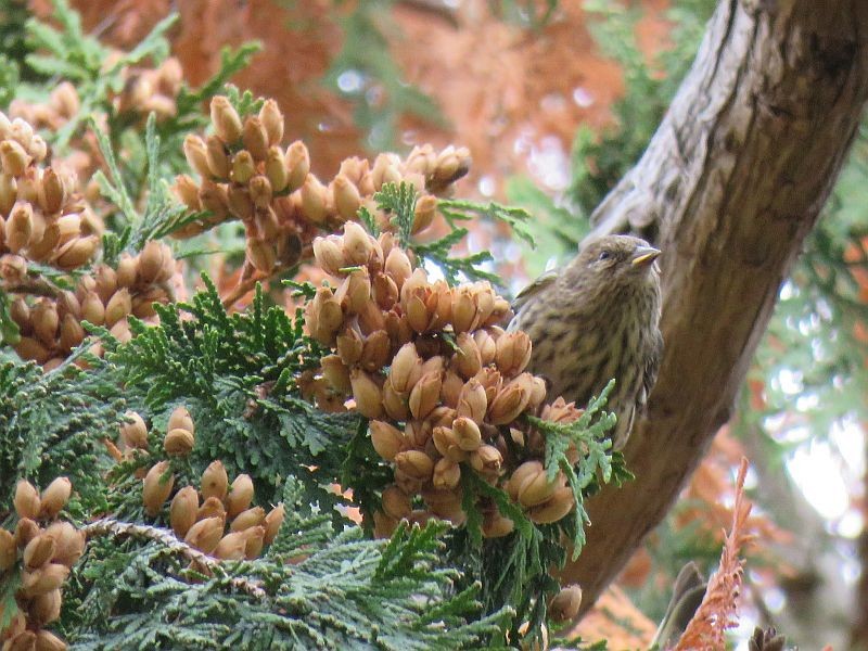 Pine Siskin - ML270074041