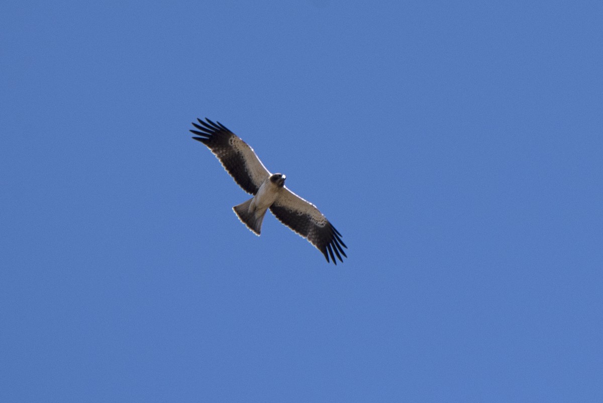 Бахим бүргэд - ML270077371