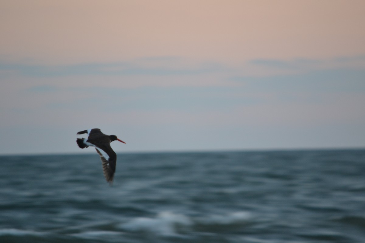 American Oystercatcher - ML270079191