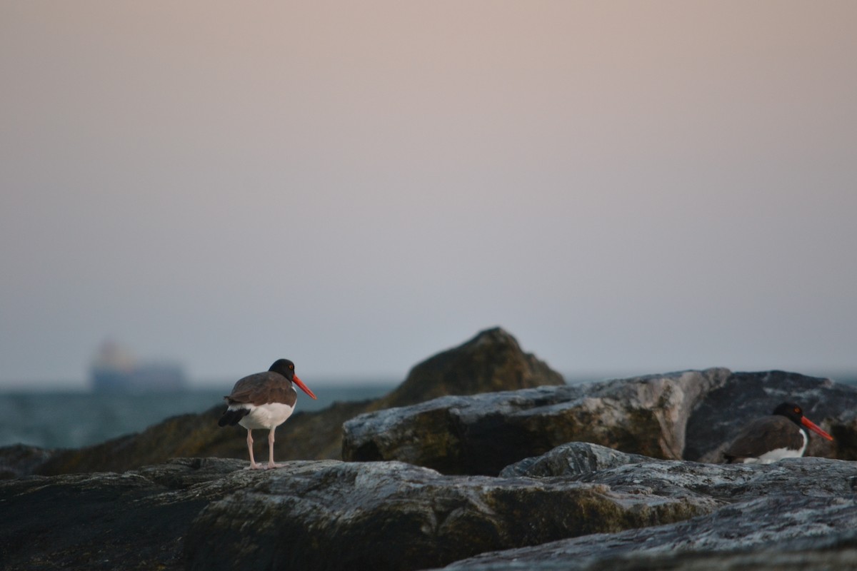 American Oystercatcher - ML270079201