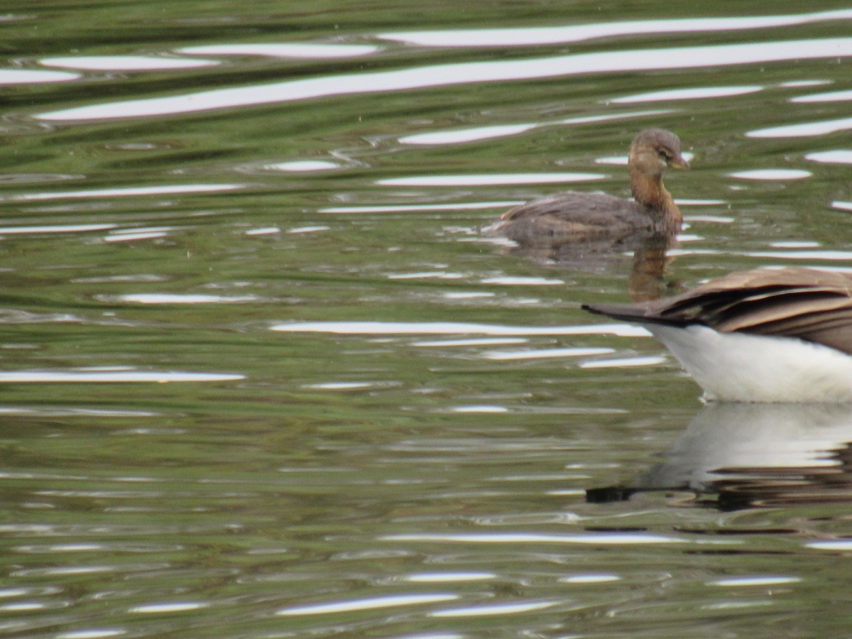 Pied-billed Grebe - ML270079421