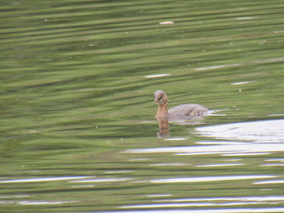 Pied-billed Grebe - ML270079431