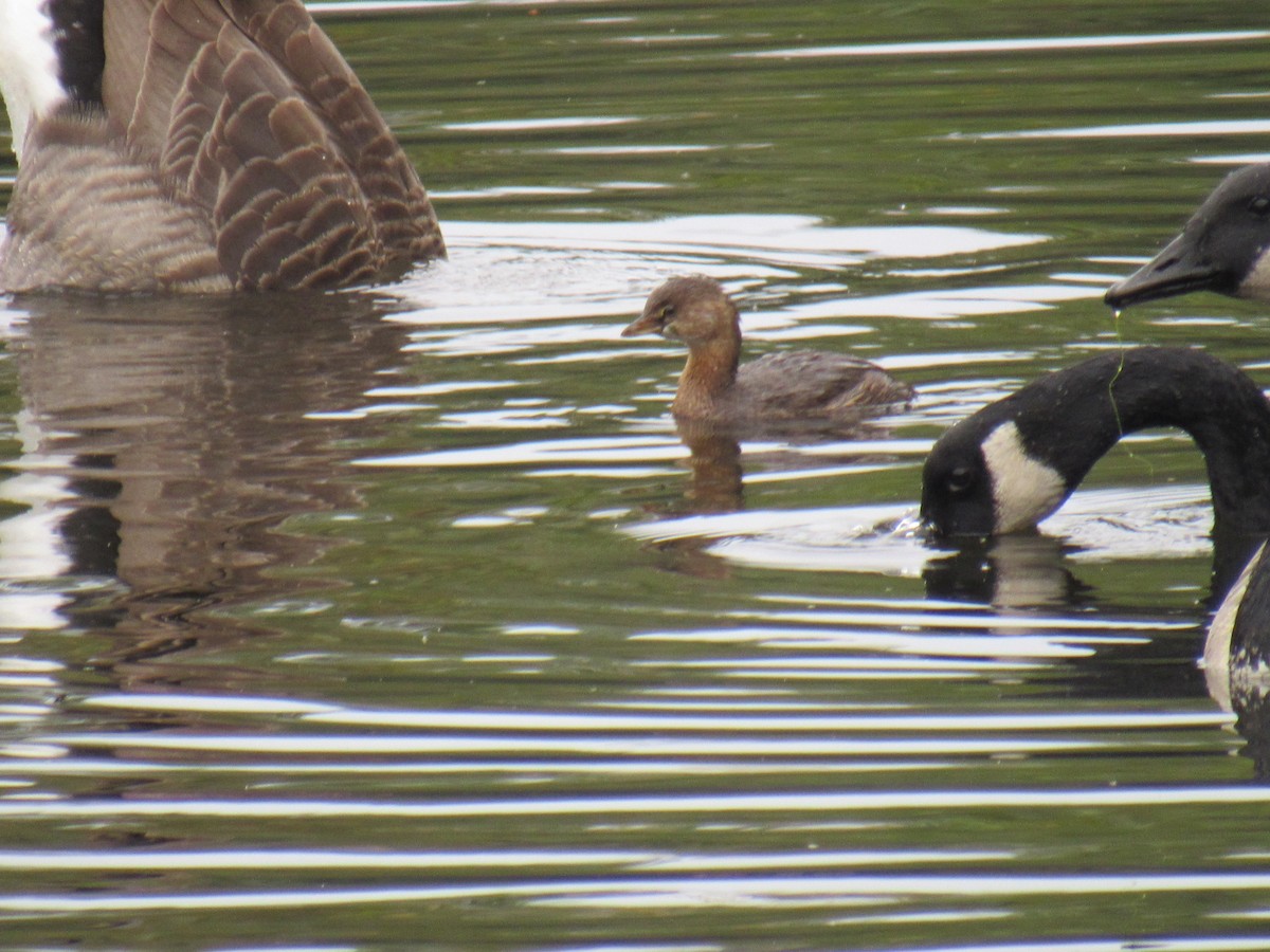 Pied-billed Grebe - ML270079441