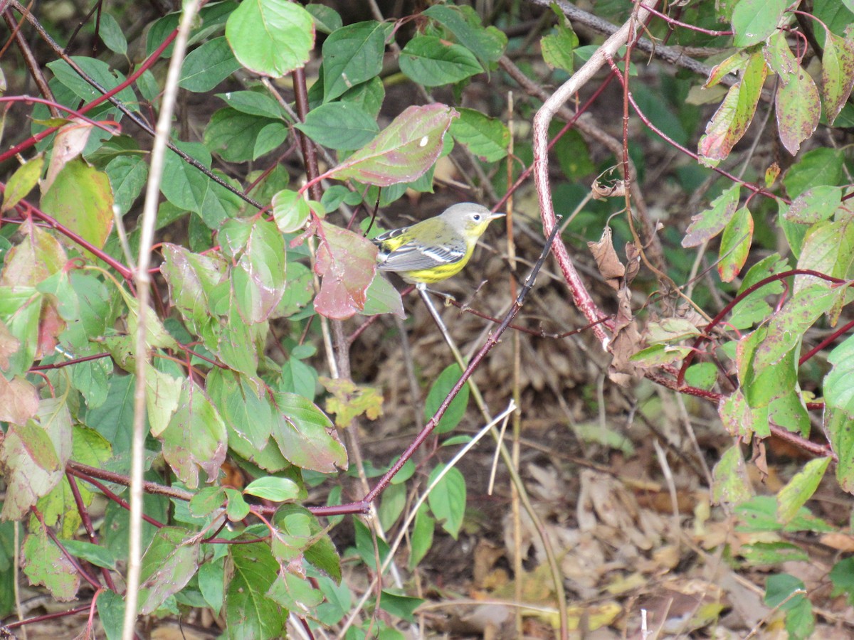 Magnolia Warbler - ML270079881