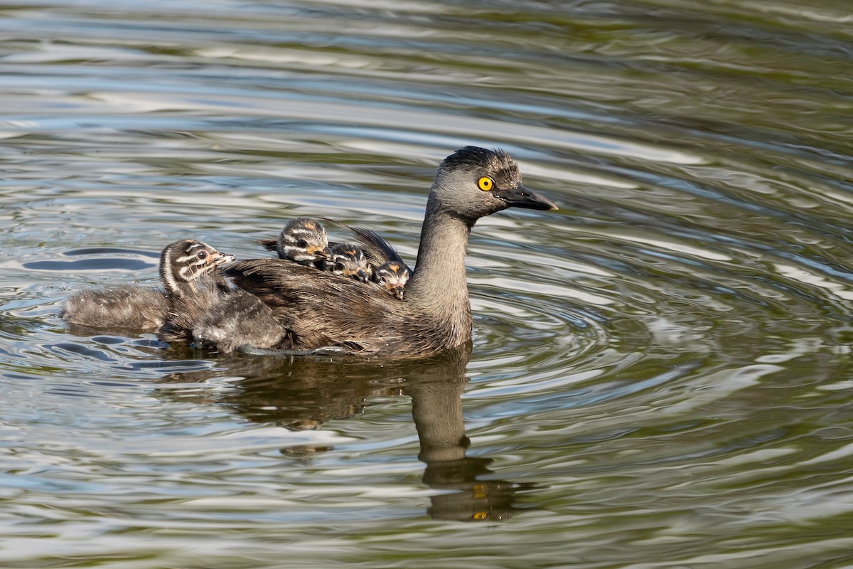 Least Grebe - ML270079931