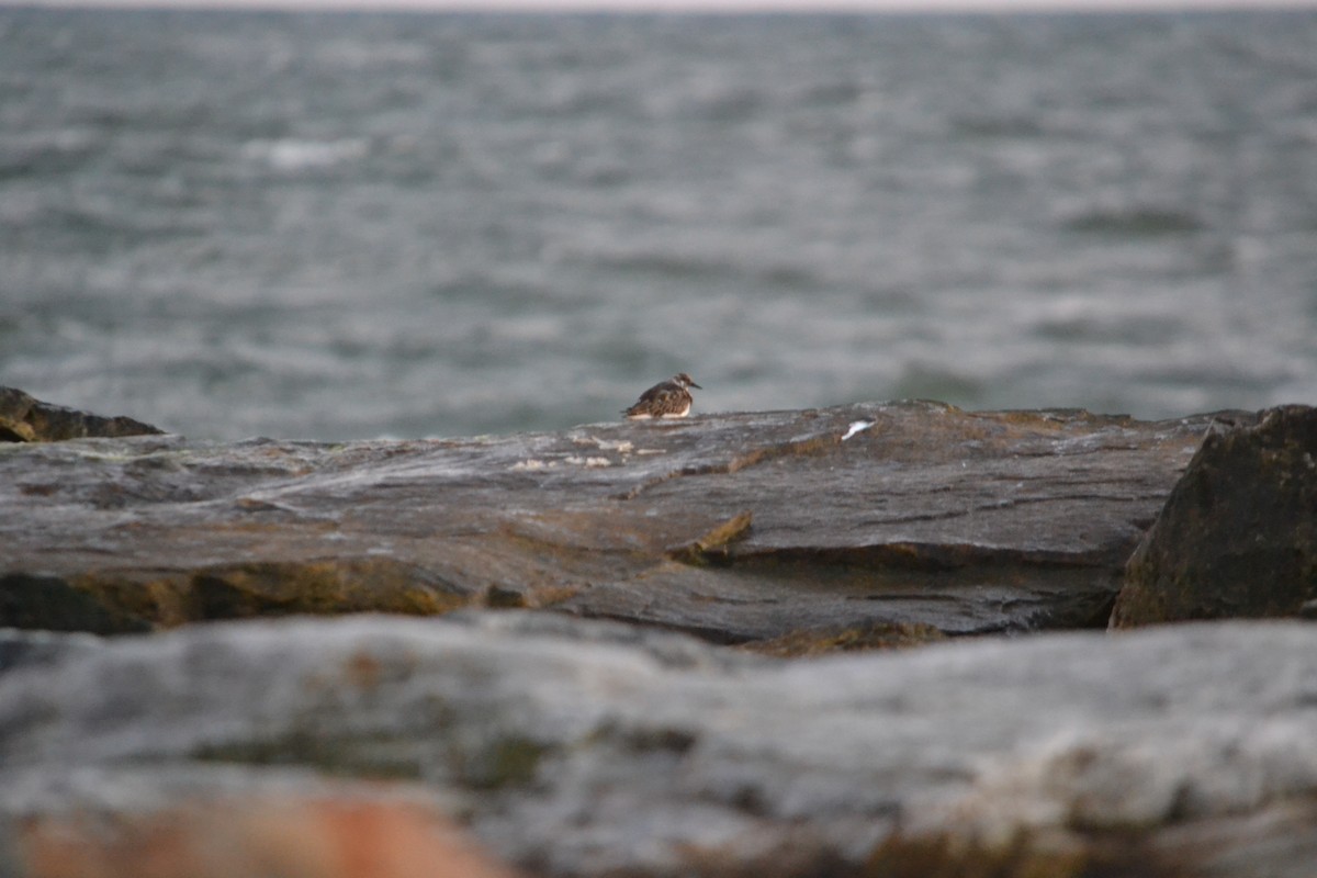 Ruddy Turnstone - ML270080311