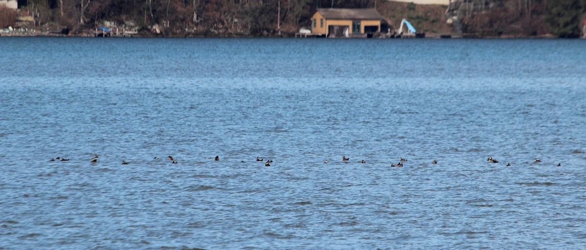 Ruddy Duck - ML27008131