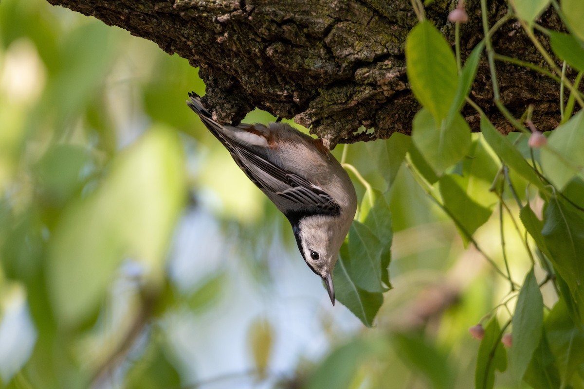 White-breasted Nuthatch - ML270081701