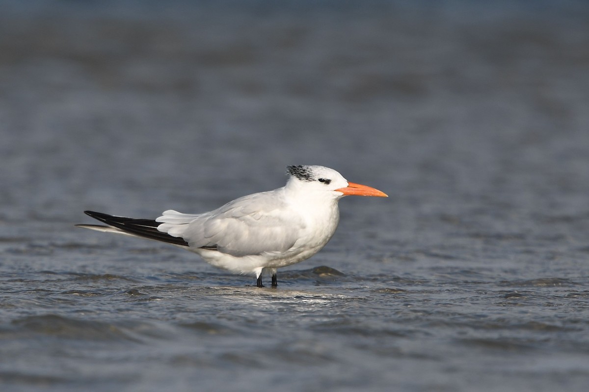 Royal Tern - Matt Spangler