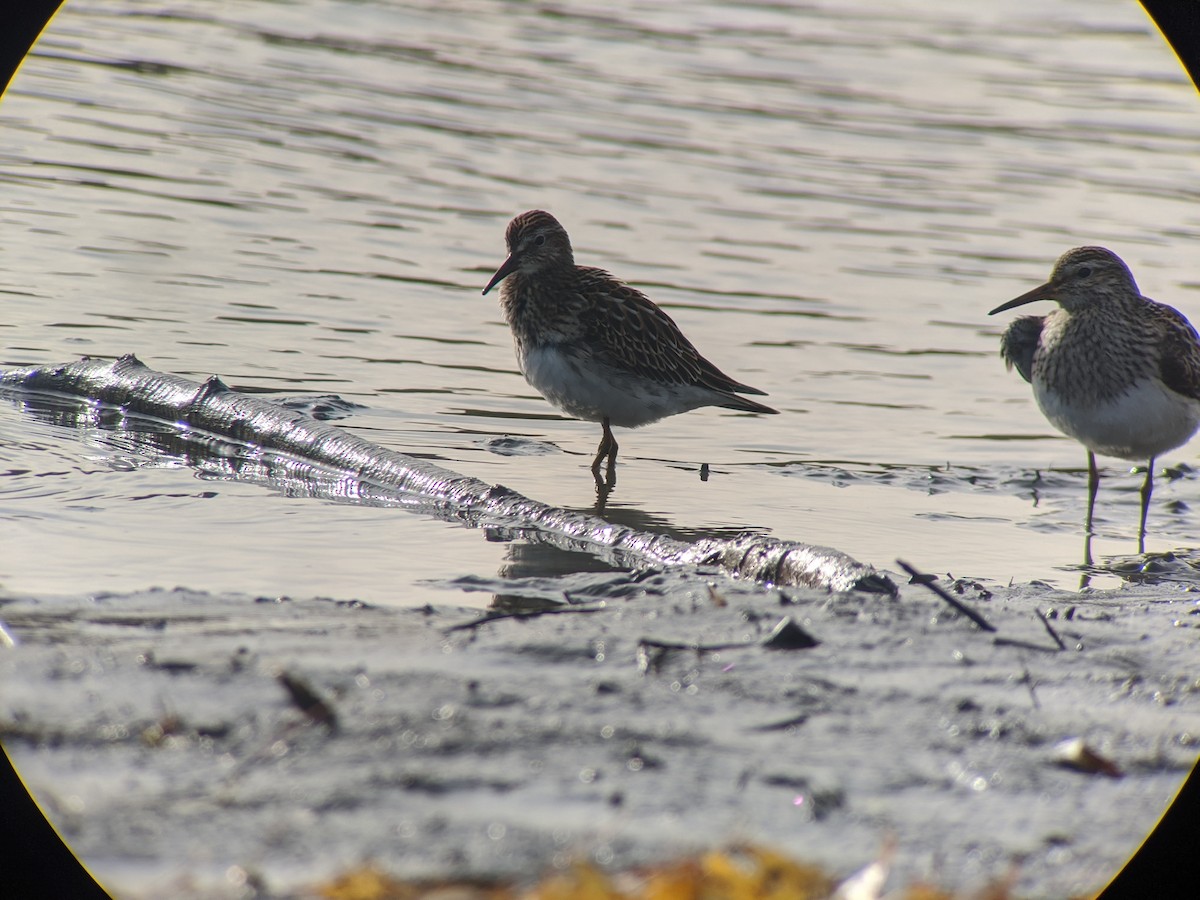 Pectoral Sandpiper - ML270085401