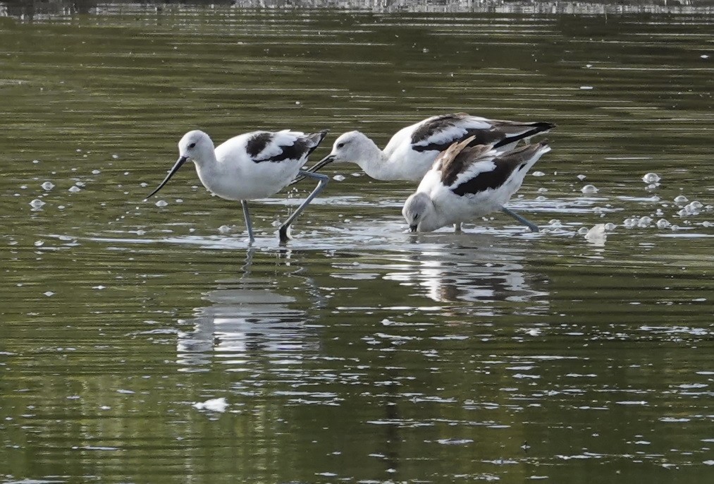 Avoceta Americana - ML270085691