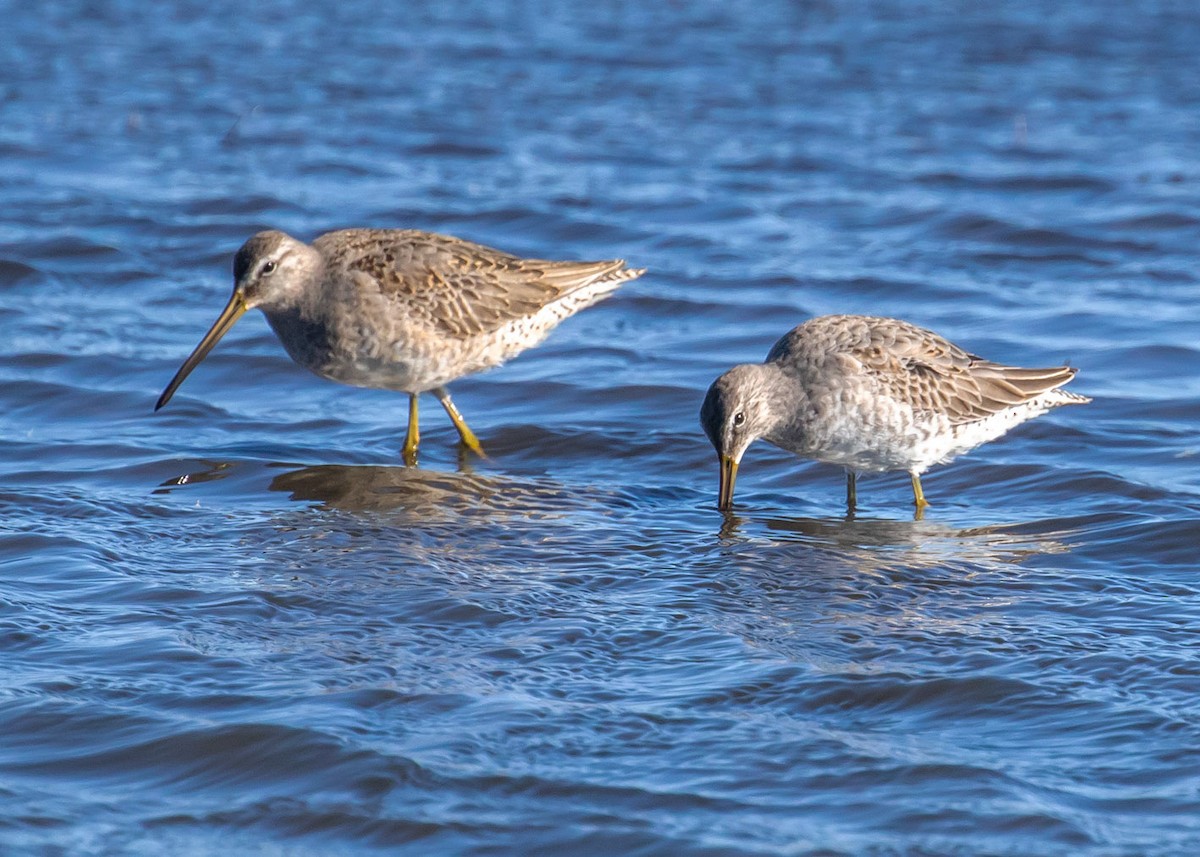 Long-billed Dowitcher - ML270086571