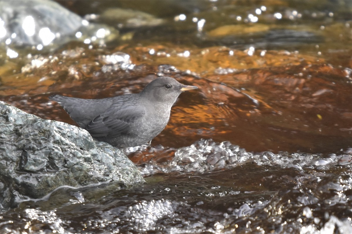 American Dipper - ML270087861