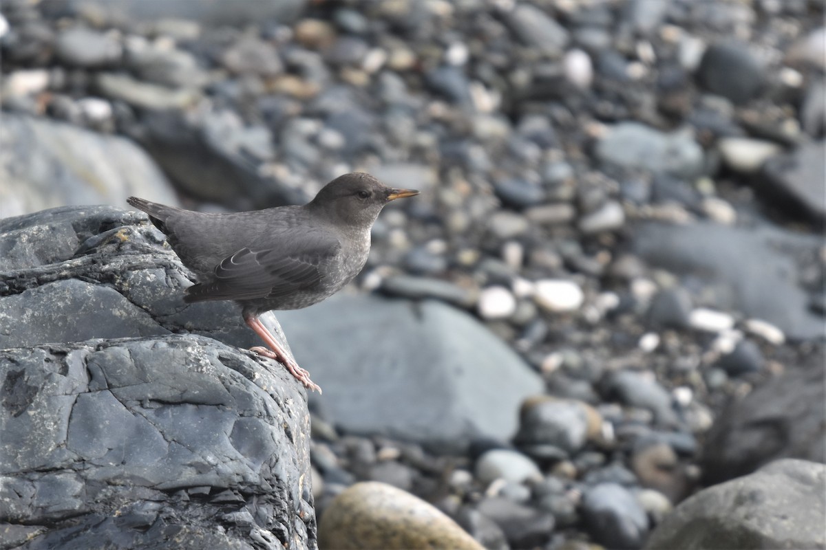 American Dipper - Braden Judson