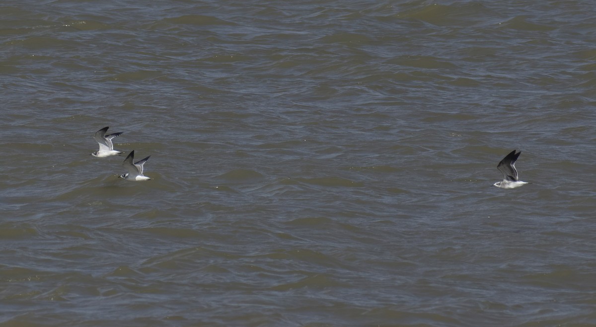 Franklin's Gull - Marky Mutchler