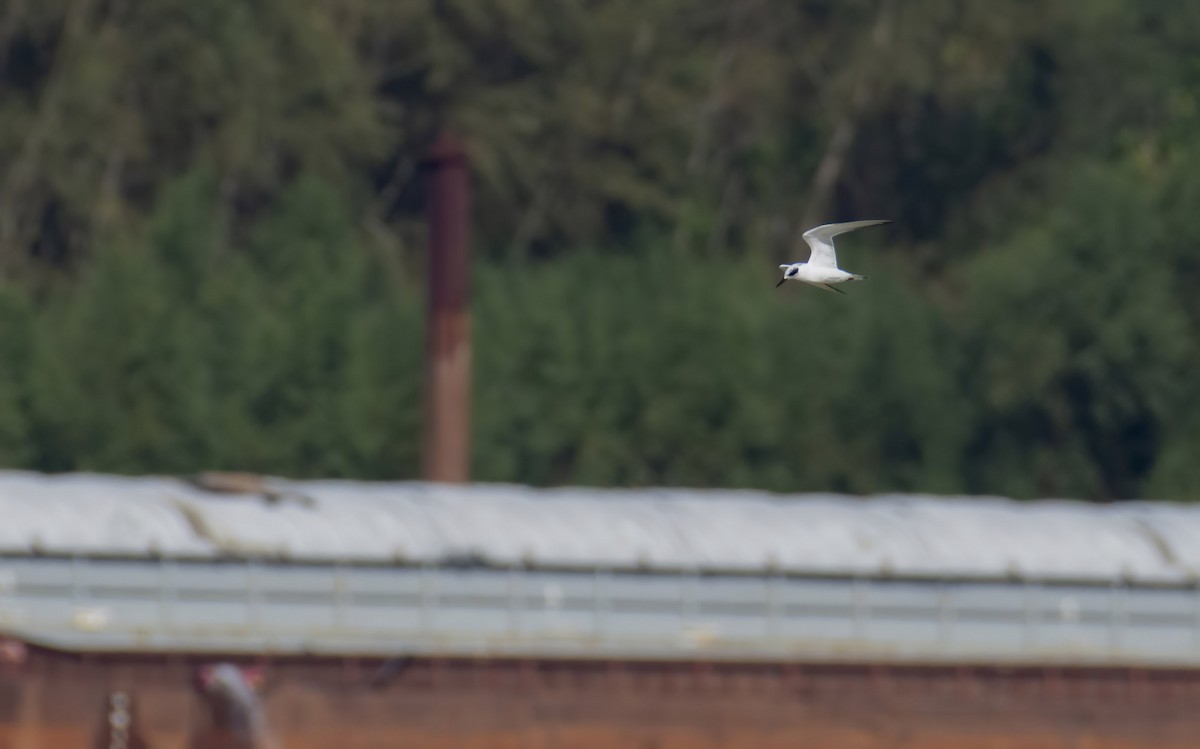 Forster's Tern - ML270088311