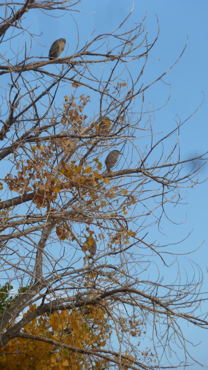 Black-crowned Night Heron - ML270089581