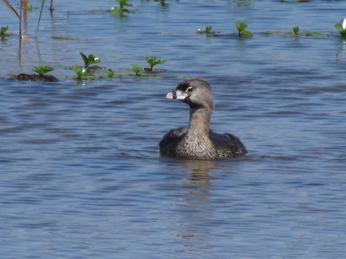 Pied-billed Grebe - Ricardo Hope