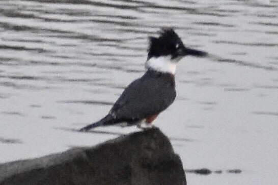 Belted Kingfisher - ML270090591