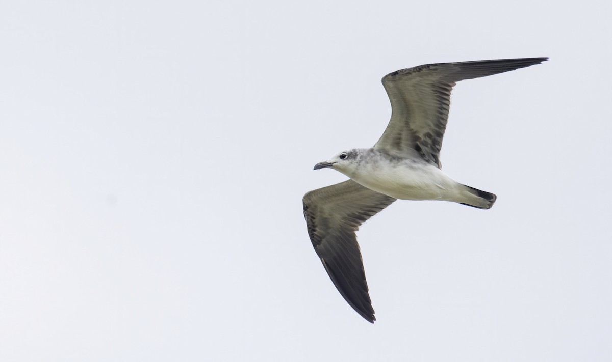 Laughing Gull - ML270090661