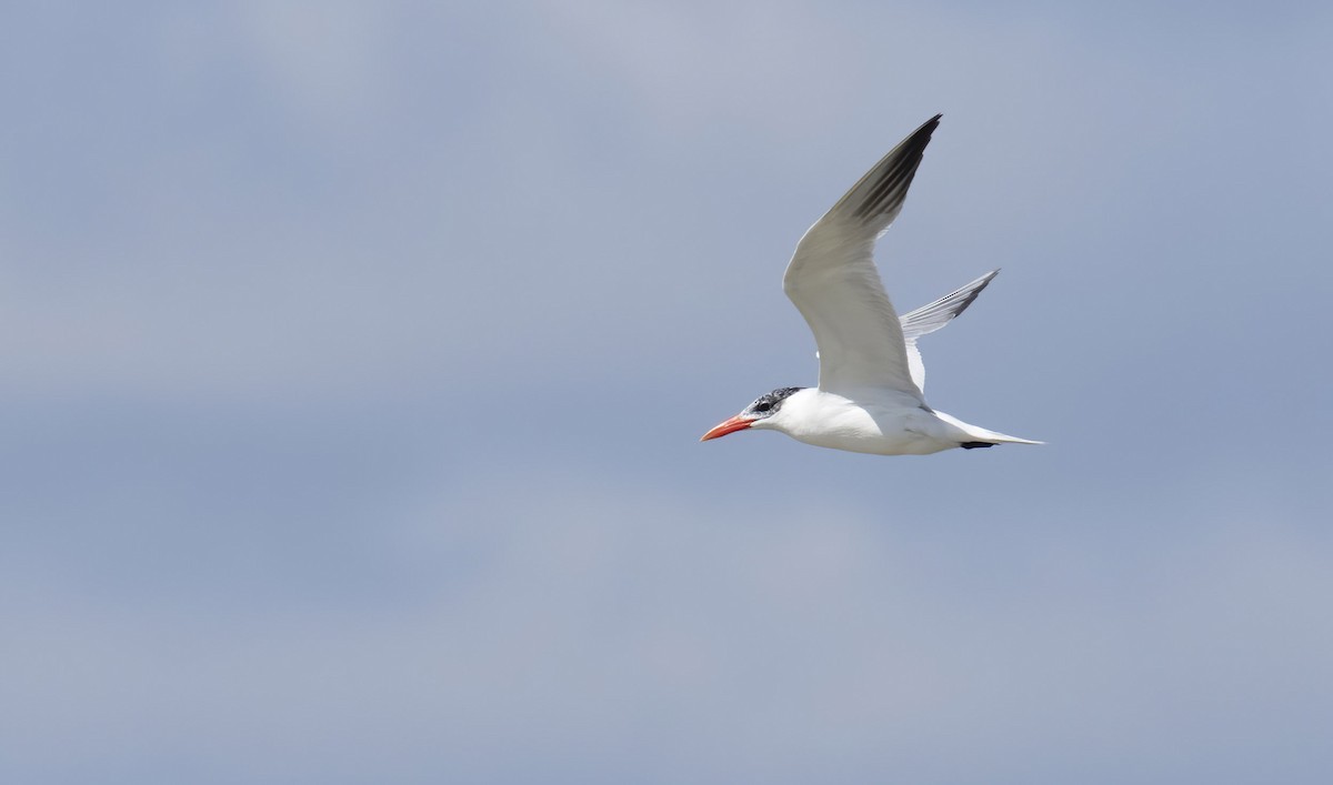 Caspian Tern - ML270090941