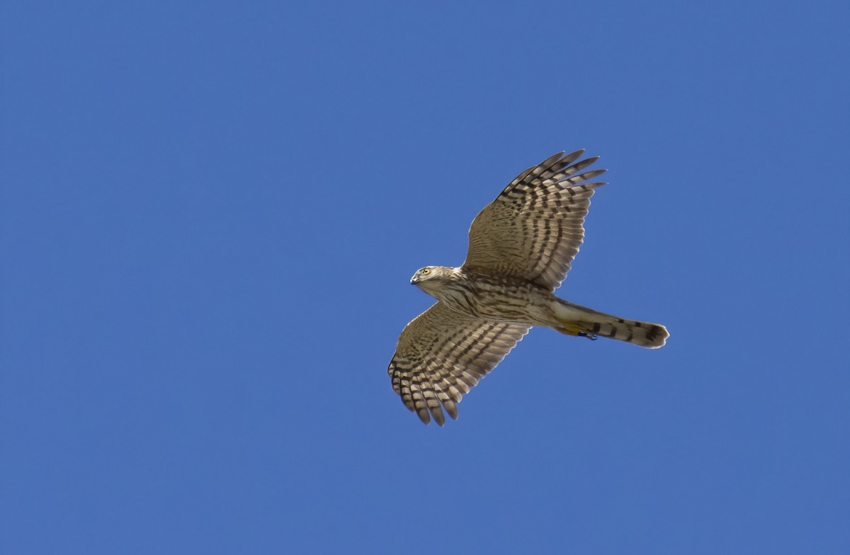 Sharp-shinned Hawk - ML270091051