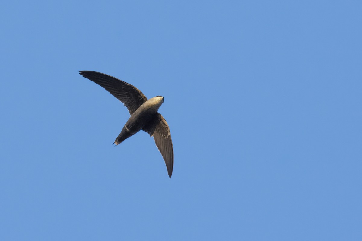 Chimney Swift - Marky Mutchler