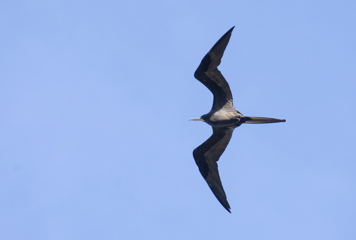 Magnificent Frigatebird - ML270091341