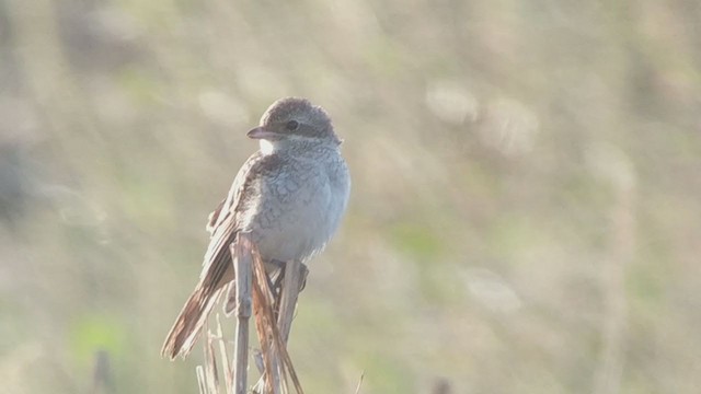 Red-backed Shrike - ML270092121