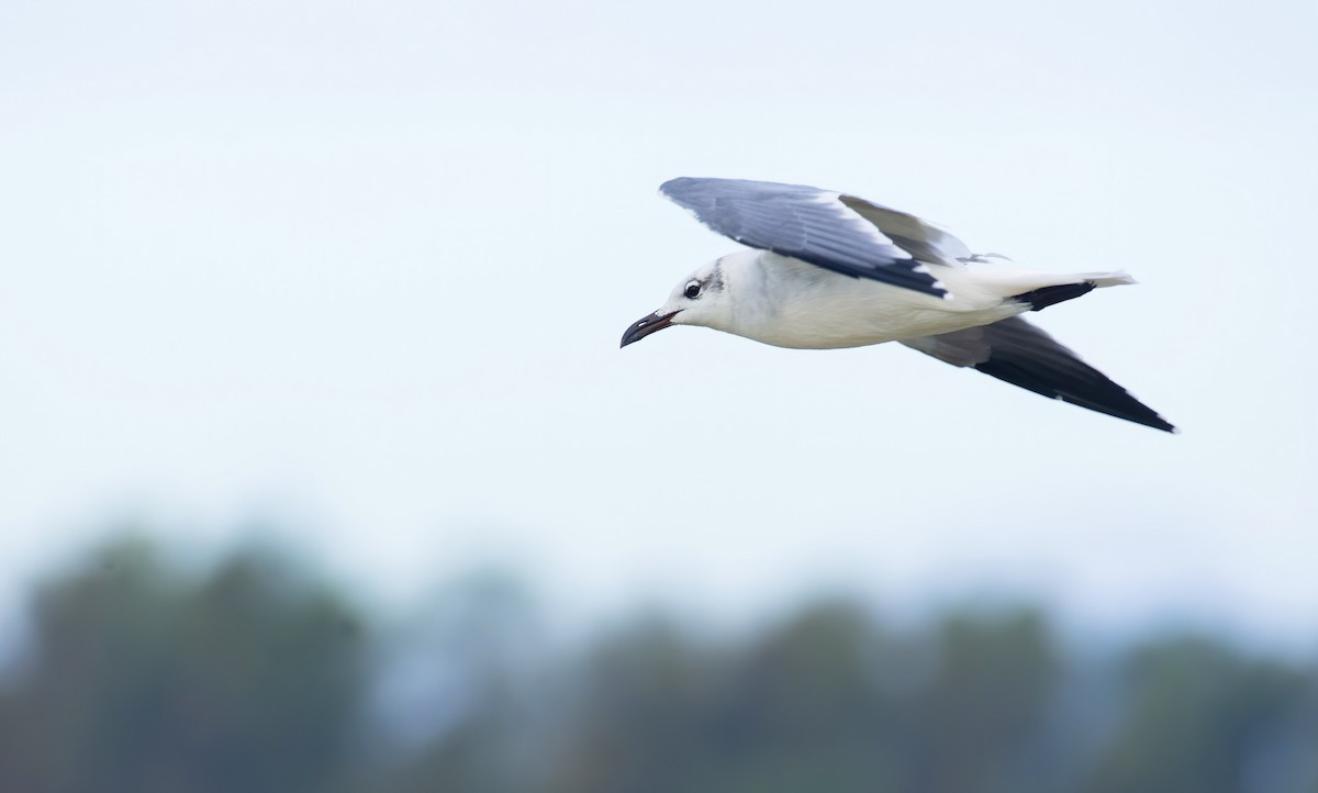 Mouette atricille - ML270093231