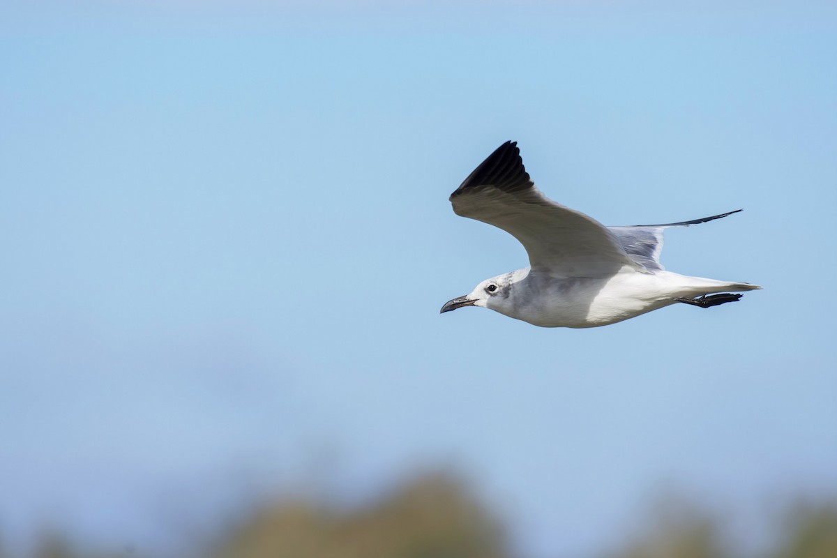 Mouette atricille - ML270093401