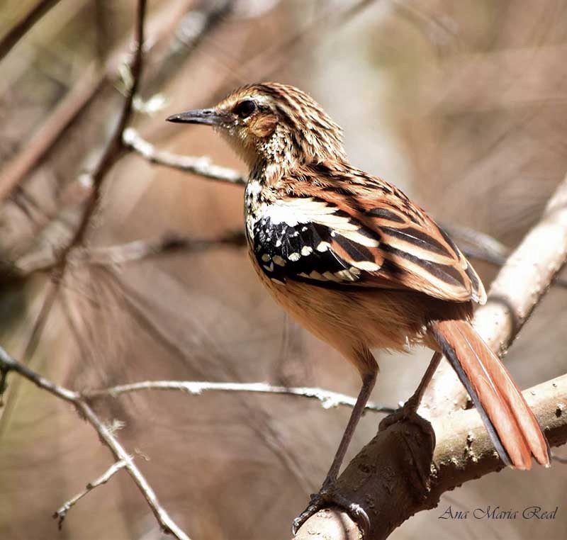 Stripe-backed Antbird - ML270096331