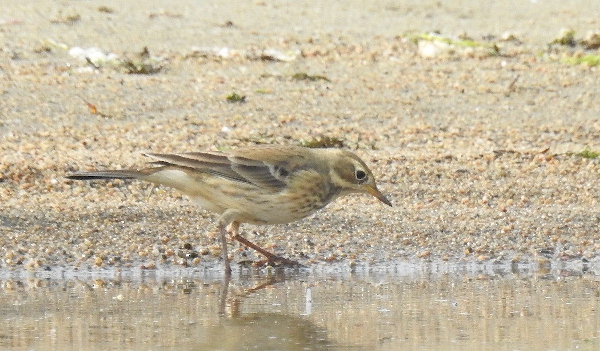 American Pipit - ML270097621