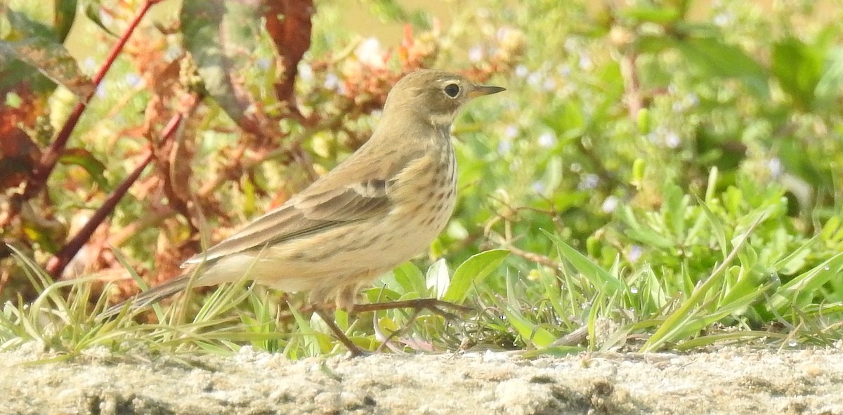 American Pipit - ML270097631