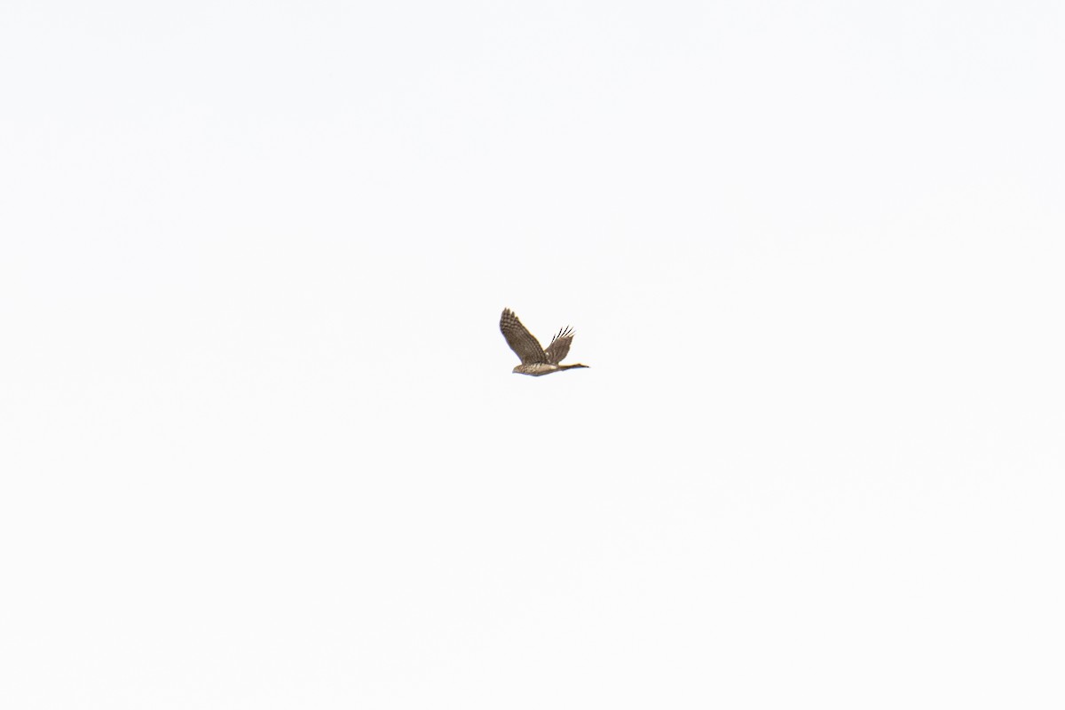 Cooper's Hawk - ML270099671