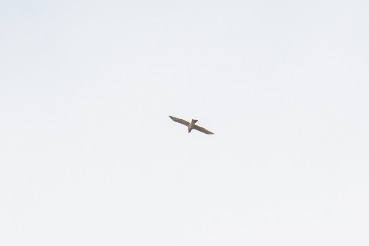 Cooper's Hawk - ML270100211