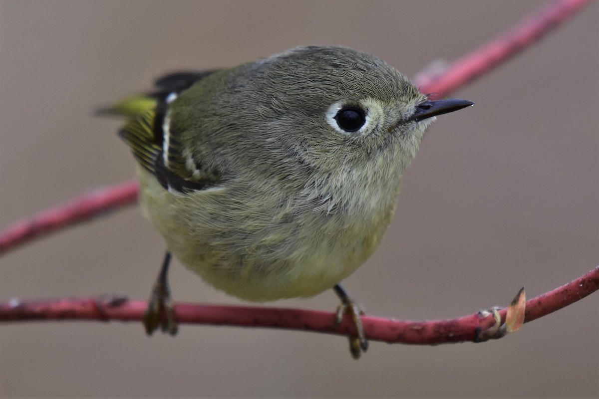 Ruby-crowned Kinglet - Adrian Melck
