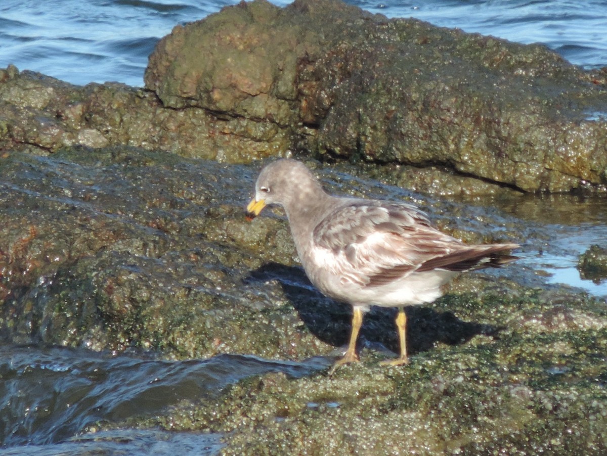 Olrog's Gull - ML27010041