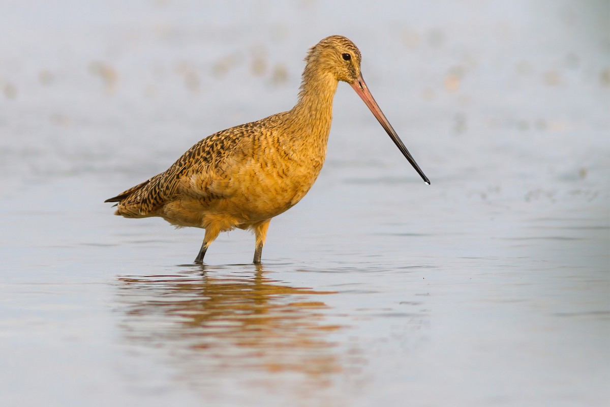 Marbled Godwit - ML270100461