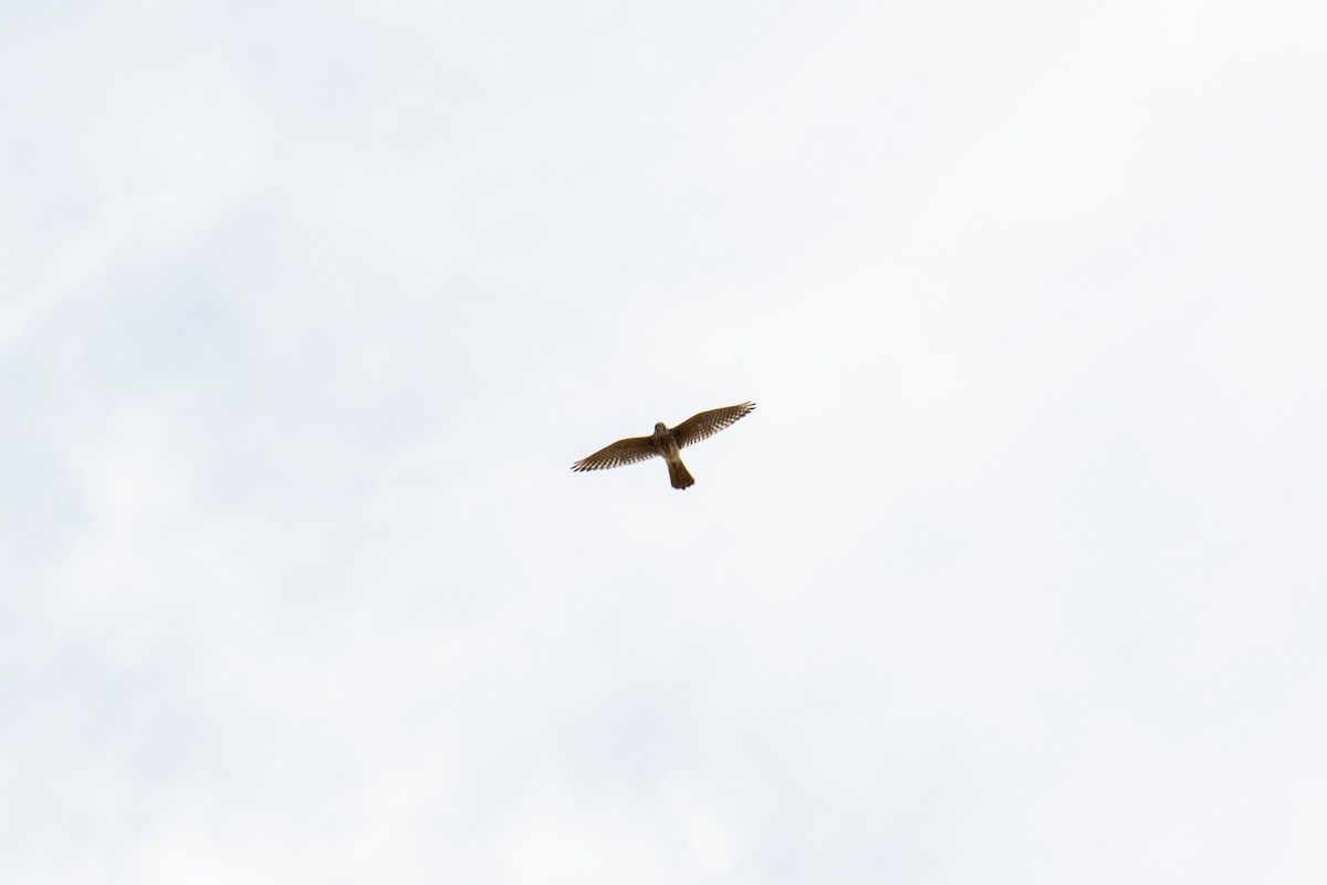 American Kestrel - ML270100731