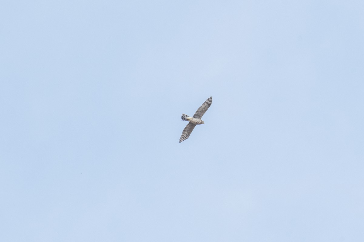 Cooper's Hawk - ML270101021