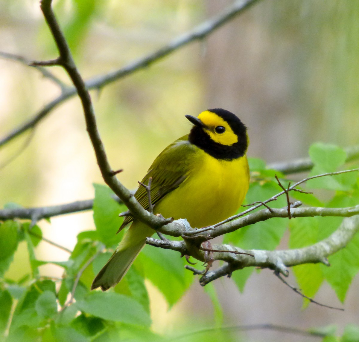 Hooded Warbler - ML27010121