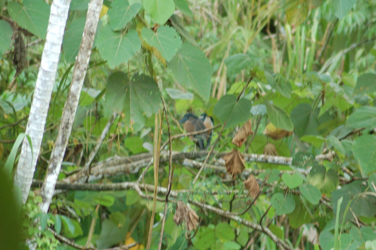 Boat-billed Heron - ML270104651