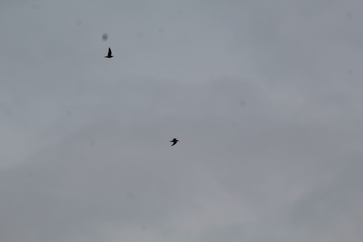 Calidris sp. (peep sp.) - ML270106711